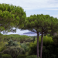 Domaine Pareo - Ramatuelle / Saint-Tropez